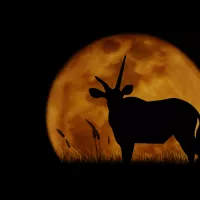 Singapore Night Safari