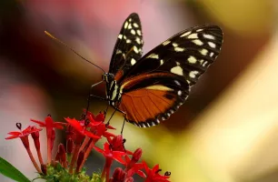 Butterfly Park & Insect Kingdom