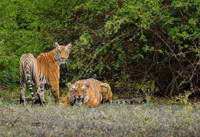 Buxa Tiger Reserve