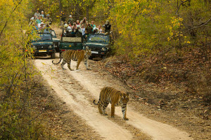 Bandhavgarh National Park