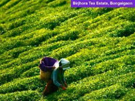 Birjhora Tea Estate