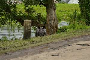 Dibru Saikhowa National Park