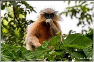 Kakoijana Wildlife Sanctuary