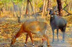 Kawal Wildlife Sanctuary