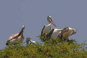 Kokrebellur Pelicanry