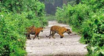 Manas National Park