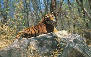 Pakhui Wildlife Sanctuary