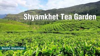 Shyamkhet Tea Gardens