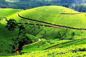 Tea Spice Plantations