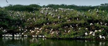 Uppalapadu Nature Conservation